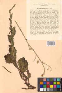 Crepis pannonica (Jacq.) C. Koch, Eastern Europe, Eastern region (E10) (Russia)