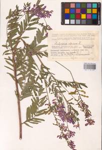 Hedysarum alpinum L., Eastern Europe, Northern region (E1) (Russia)