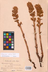 MHA 0 162 399, Orobanche elatior, Eastern Europe, Central forest-and-steppe region (E6) (Russia)