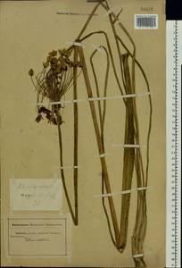 Butomus umbellatus L., Eastern Europe, Rostov Oblast (E12a) (Russia)