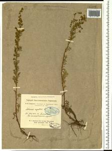 Artemisia rupestris L., Siberia, Altai & Sayany Mountains (S2) (Russia)