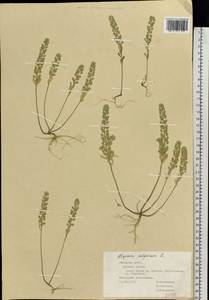 Alyssum alyssoides (L.) L., Eastern Europe, Central forest-and-steppe region (E6) (Russia)