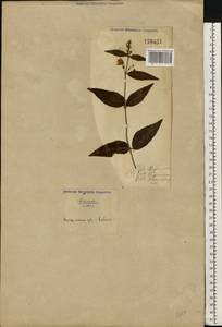 Lysimachia vulgaris L., Eastern Europe, North Ukrainian region (E11) (Ukraine)