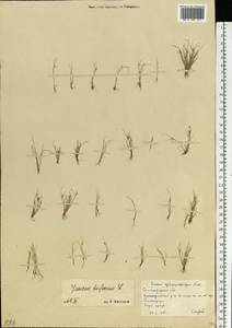 Juncus bufonius L., Eastern Europe, Lower Volga region (E9) (Russia)