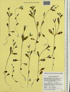 Myosotis sparsiflora Pohl, Eastern Europe, Northern region (E1) (Russia)