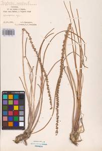 Triglochin maritima L., Eastern Europe, Estonia (E2c) (Estonia)