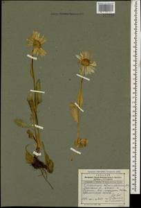 Doronicum oblongifolium A. DC., Caucasus, Dagestan (K2) (Russia)