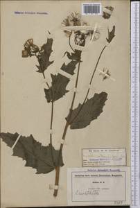 Erechtites hieraciifolia (L.) Raf. ex DC., America (AMER) (United States)