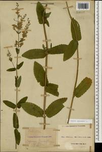 Nepeta nuda subsp. nuda, Caucasus, Azerbaijan (K6) (Azerbaijan)