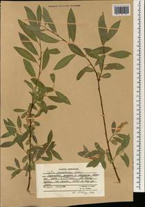 Salix pycnostachya Anderss., South Asia, South Asia (Asia outside ex-Soviet states and Mongolia) (ASIA) (Afghanistan)