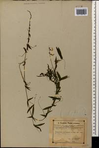 Lathyrus pratensis L., Caucasus, Azerbaijan (K6) (Azerbaijan)