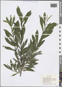 Salix purpurea L., Eastern Europe, Moscow region (E4a) (Russia)