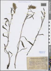 Omalotheca norvegica (Gunnerus) Sch. Bip. & F. W. Schultz, Siberia, Altai & Sayany Mountains (S2) (Russia)
