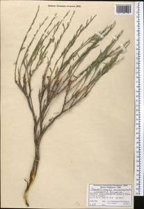 Crinitaria grimmii (Regel & Schmalh.) Grierson, Middle Asia, Western Tian Shan & Karatau (M3) (Kyrgyzstan)