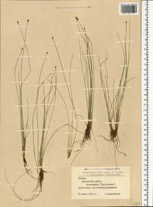 Eleocharis ovata (Roth) Roem. & Schult., Eastern Europe, Latvia (E2b) (Latvia)