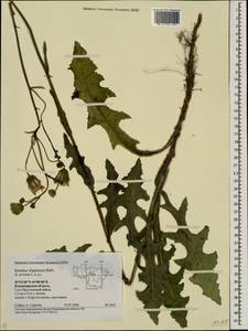 Sonchus arvensis L., Eastern Europe, Central region (E4) (Russia)