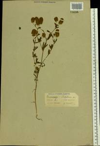 Trifolium arvense L., Eastern Europe (no precise locality) (E0) (Not classified)
