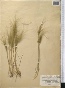 Taeniatherum caput-medusae (L.) Nevski, Middle Asia, Syr-Darian deserts & Kyzylkum (M7) (Kazakhstan)