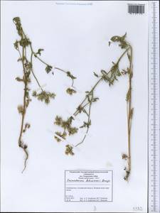 Eremodaucus lehmannii Bunge, Middle Asia, Western Tian Shan & Karatau (M3) (Tajikistan)