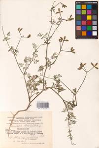 Caucalis platycarpos L., Eastern Europe, West Ukrainian region (E13) (Ukraine)