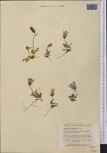 Campanula lasiocarpa Cham., America (AMER) (Canada)