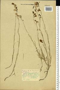 Campanula rotundifolia L., Eastern Europe, Central forest region (E5) (Russia)