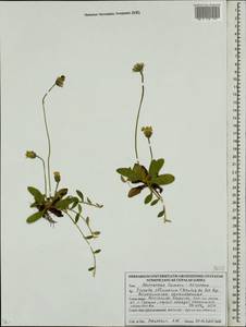 Pilosella officinarum Vaill., Eastern Europe, Belarus (E3a) (Belarus)