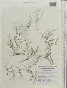 Ruppia maritima L., Eastern Europe, Northern region (E1) (Russia)