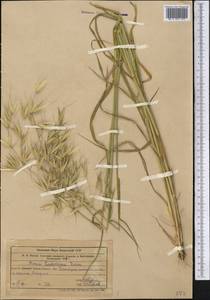 Avena sterilis subsp. ludoviciana (Durieu) Gillet & Magne, Middle Asia, Western Tian Shan & Karatau (M3) (Uzbekistan)