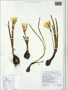 Sternbergia lutea (L.) Ker Gawl. ex Spreng., Western Europe (EUR) (Italy)