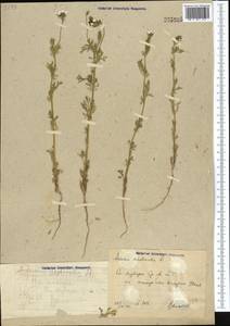 Adonis vernalis L., Middle Asia, Syr-Darian deserts & Kyzylkum (M7) (Uzbekistan)