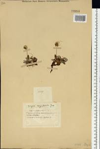 Dryas octopetala subsp. oxyodonta (Juz.) Hultén, Siberia, Western (Kazakhstan) Altai Mountains (S2a) (Kazakhstan)