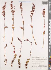 Rumex pseudoxyria (Tolm.) A. P. Khokhr., Siberia, Central Siberia (S3) (Russia)