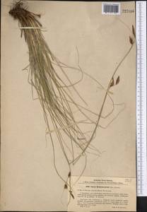 Carex koshewnikowii Litv., Middle Asia, Pamir & Pamiro-Alai (M2) (Kyrgyzstan)