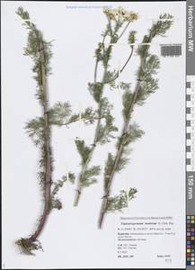 Tripleurospermum inodorum (L.) Sch.-Bip, Siberia, Baikal & Transbaikal region (S4) (Russia)