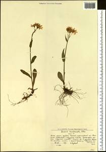 Tephroseris integrifolia subsp. tundricola (Tolm.) B. Nord., Siberia, Western Siberia (S1) (Russia)