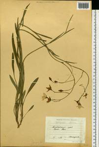 Campanula stevenii subsp. altaica (Ledeb.) Fed., Siberia, Altai & Sayany Mountains (S2) (Russia)