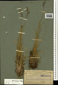 Festuca varia Haenke, Caucasus, Armenia (K5) (Armenia)