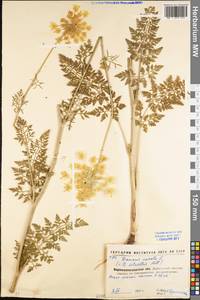 Daucus carota L., Eastern Europe, North Ukrainian region (E11) (Ukraine)