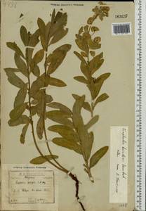 Euphorbia esula subsp. esula, Eastern Europe, North-Western region (E2) (Russia)