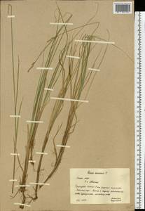 Carex canescens subsp. canescens, Eastern Europe, Northern region (E1) (Russia)