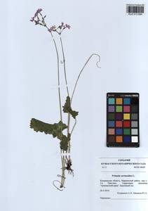 Primula cortusoides L., Siberia, Altai & Sayany Mountains (S2) (Russia)