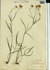 Ranunculus illyricus L., Eastern Europe, South Ukrainian region (E12) (Ukraine)