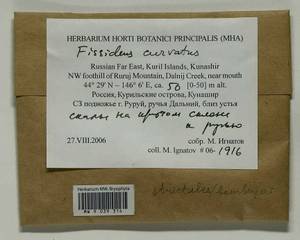 Fissidens curvatus Hornsch., Bryophytes, Bryophytes - Russian Far East (excl. Chukotka & Kamchatka) (B20) (Russia)