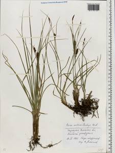 Carex melanostachya M.Bieb. ex Willd., Eastern Europe, South Ukrainian region (E12) (Ukraine)