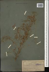 Atraphaxis spinosa L., Caucasus, Armenia (K5) (Armenia)