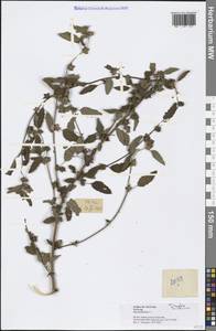 Sida rhombifolia L., South Asia, South Asia (Asia outside ex-Soviet states and Mongolia) (ASIA) (Vietnam)