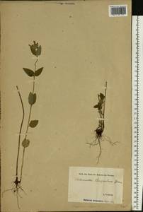 Clinopodium vulgare L., Eastern Europe, Estonia (E2c) (Estonia)