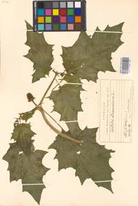 Datura stramonium L., Eastern Europe, Moscow region (E4a) (Russia)