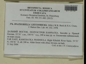 Iwatsukiella leucotricha (Mitt.) W.R. Buck & H.A. Crum, Bryophytes, Bryophytes - Chukotka & Kamchatka (B21) (Russia)